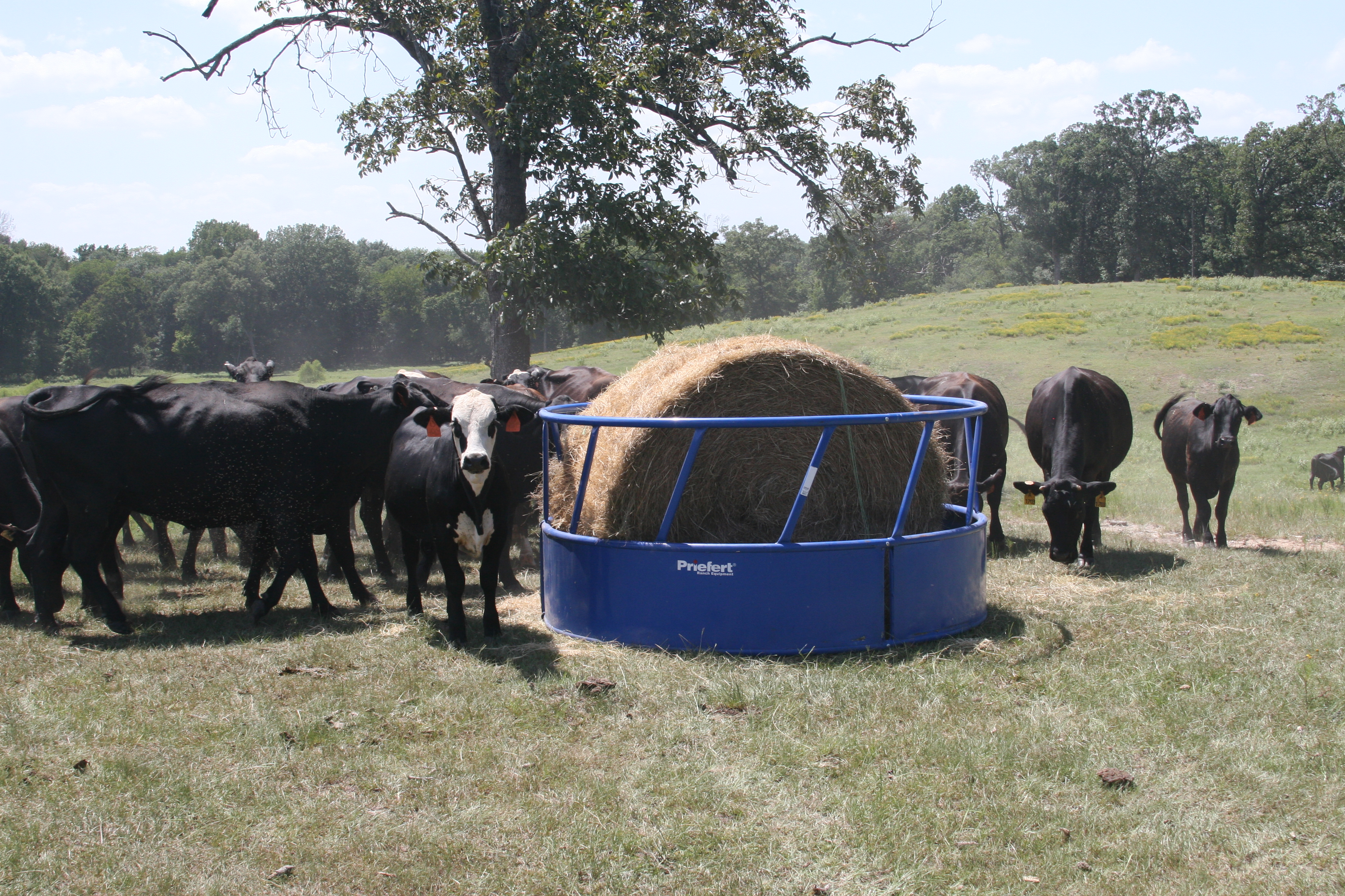 Cattle Feeder RBFSH 02.JPG